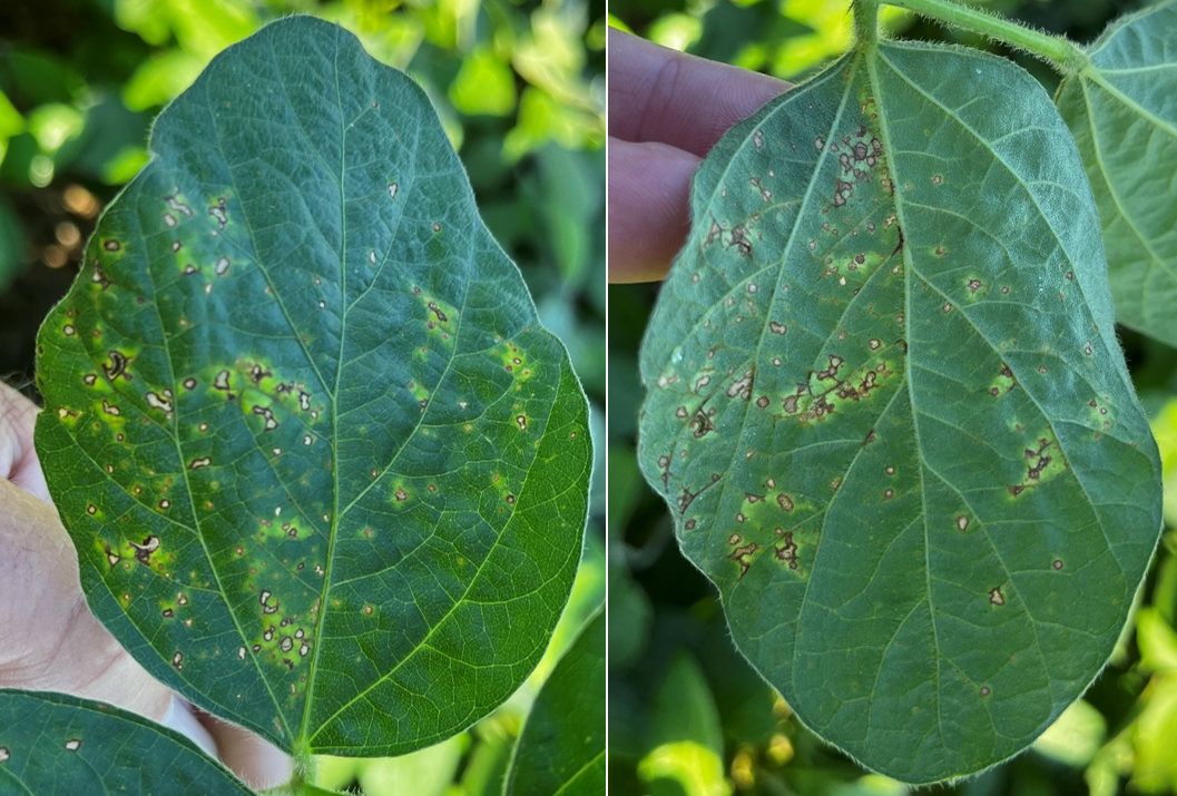 Frogeye leaf spot in soybean.